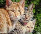 Üç kedi bakışları
